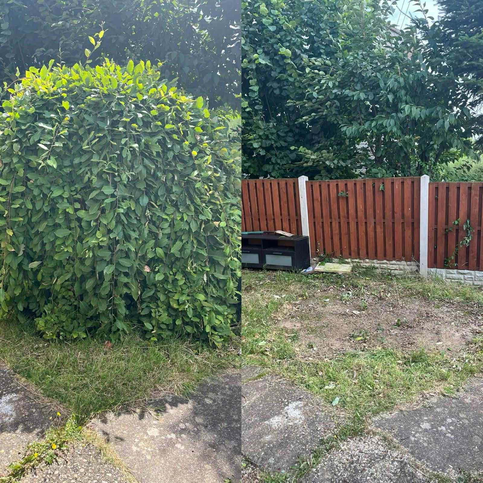 Hedge trimming before and after